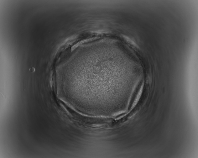 X0000083561398200703021705