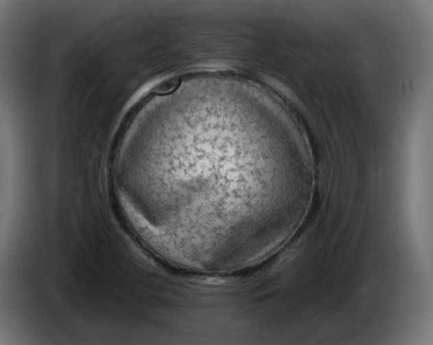 X0000083561412200703021706