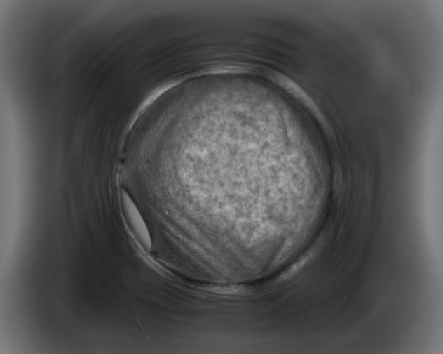 X0000083561417200703021706