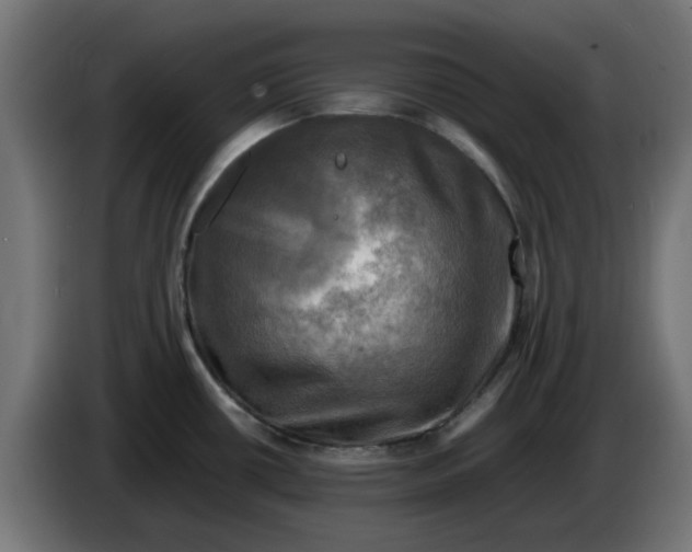 X0000083561434200703021706