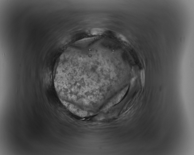 X0000083561443200703021705