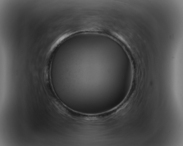 X0000083561455200703021705