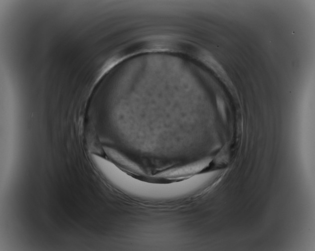 X0000083561465200703021705