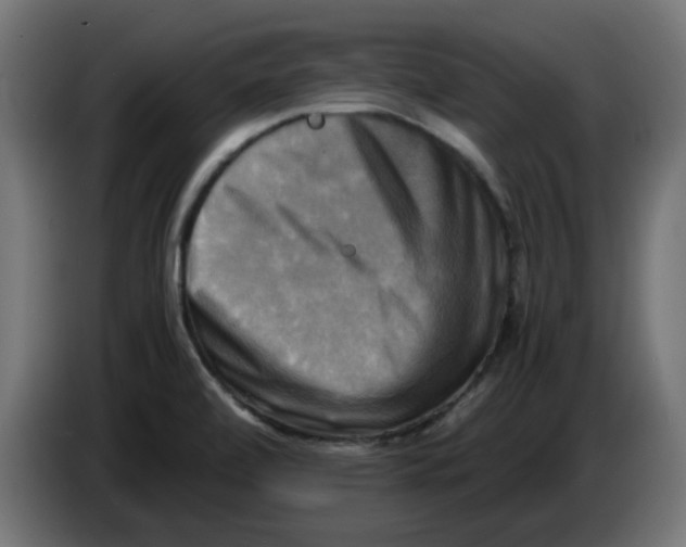 X0000083561472200703021705