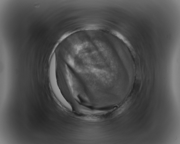 X0000083561473200703021705