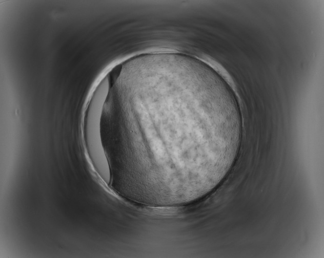 X0000083561488200703021705