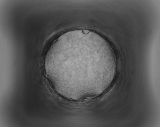 X0000083561494200703021704