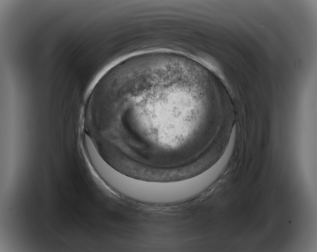 X0000083561524200703021704