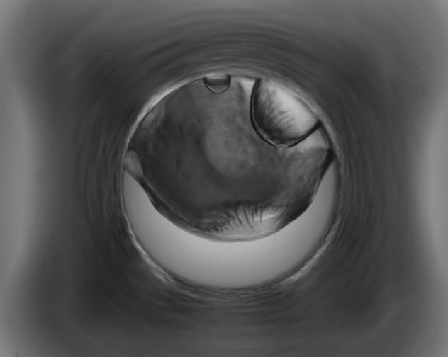 X0000083561529200703021704