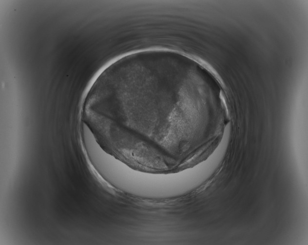 X0000083561532200703021704