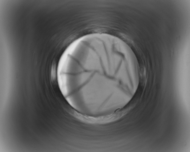 X0000083560046200703091626