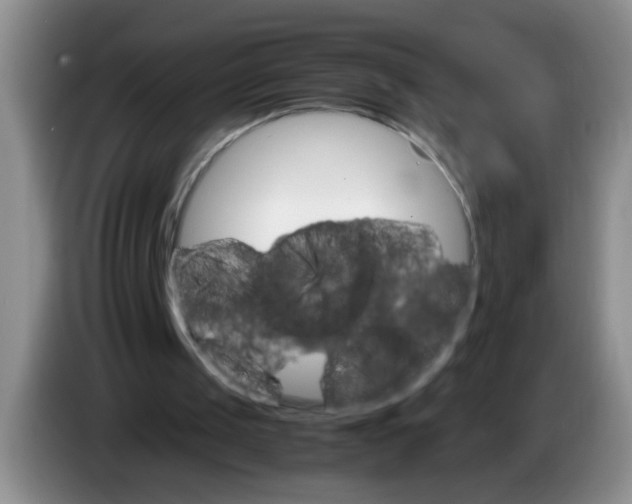 X0000083560049200703091625