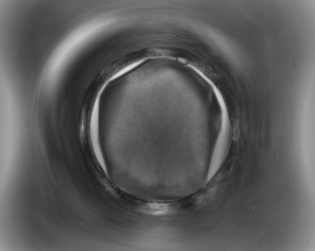 X0000083560052200703091625