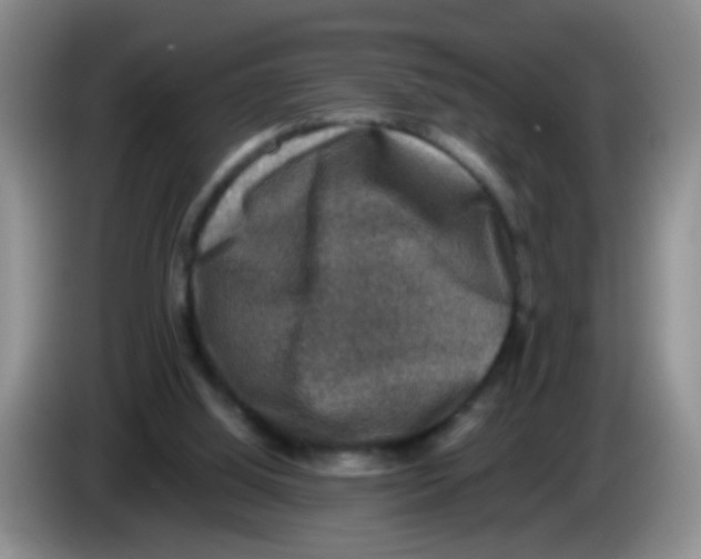 X0000083560060200703091625