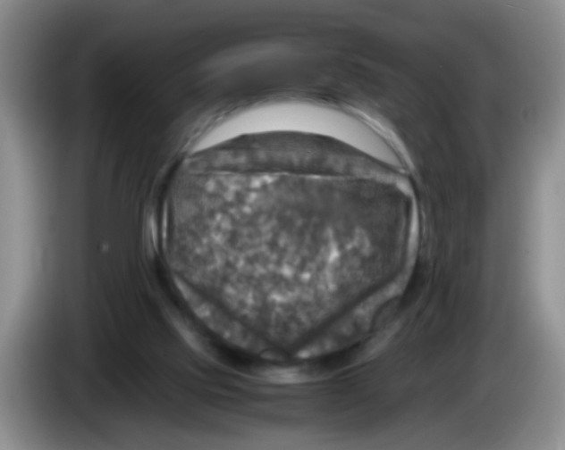 X0000083560061200703091625