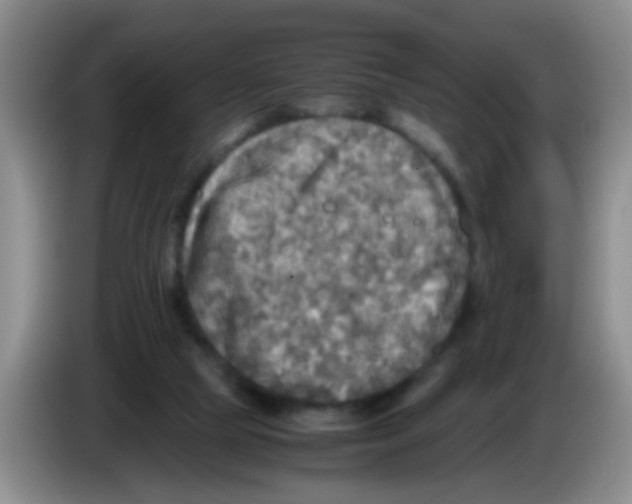 X0000083560065200703091625