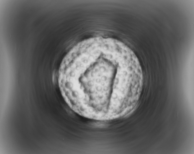 X0000083560094200703091625