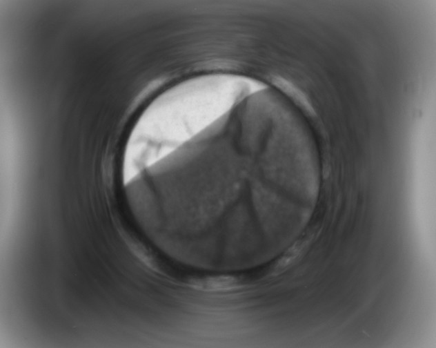 X0000083560108200703091625