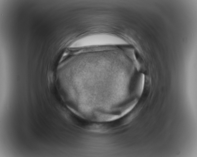 X0000083560117200703091625