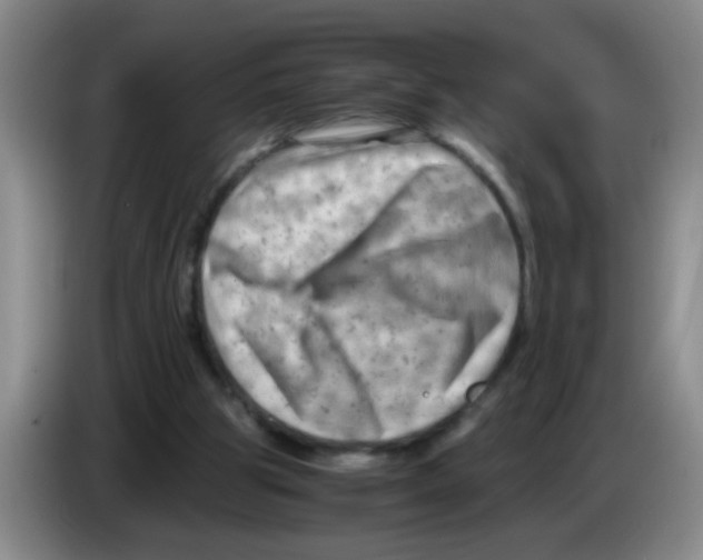 X0000083560153200703091624