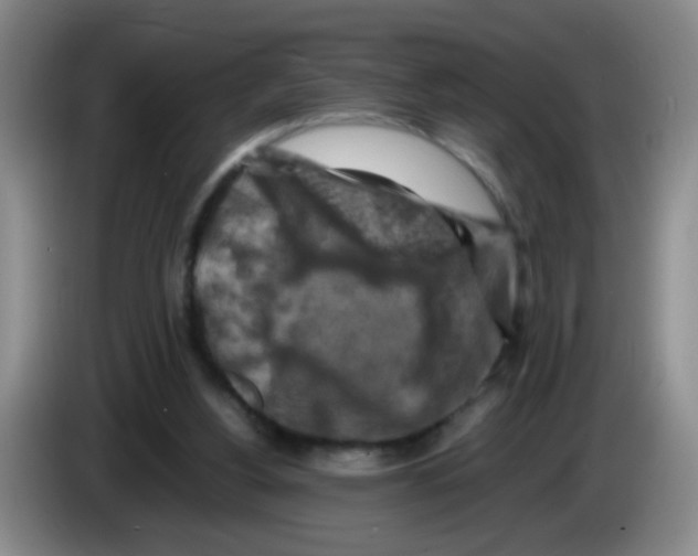 X0000083560156200703091624