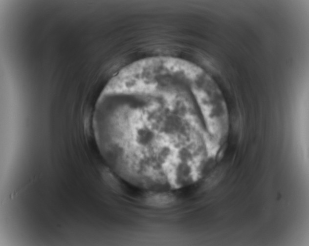 X0000083560185200703091624