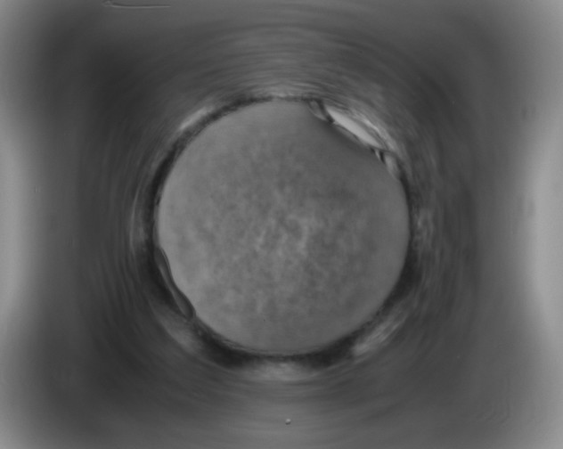 X0000083560203200703091623