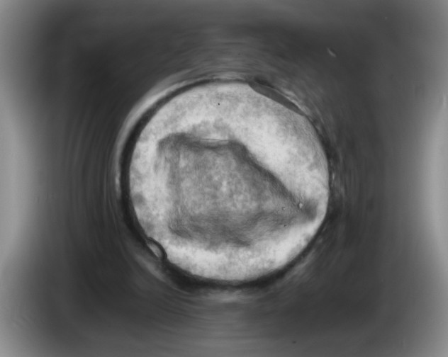 X0000083560246200703091622