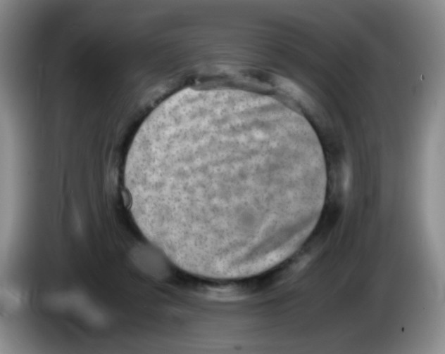 X0000083560309200703091622