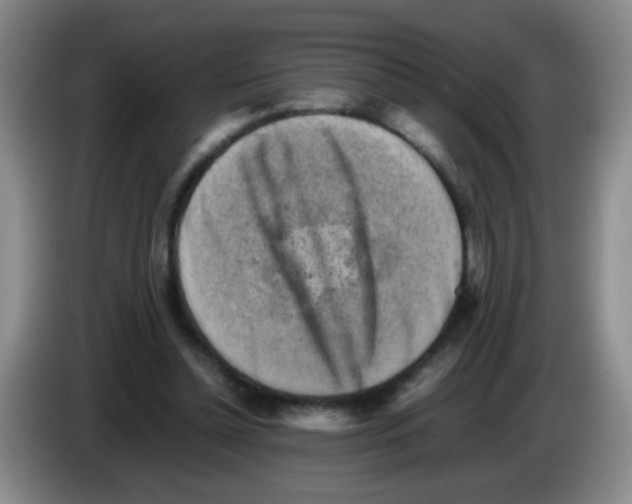 X0000083560348200703091621