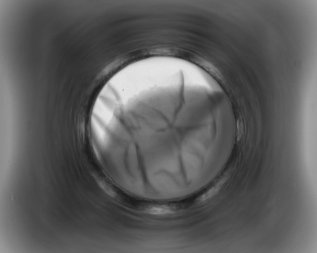 X0000083560349200703091621