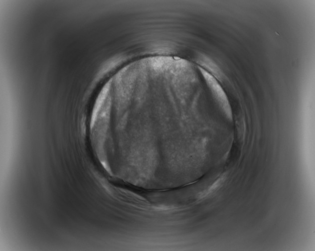 X0000083560350200703091621