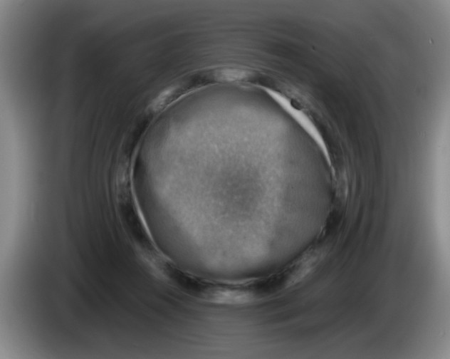 X0000083560360200703091621