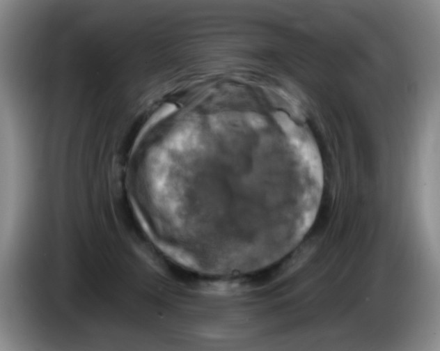 X0000083560366200703091621