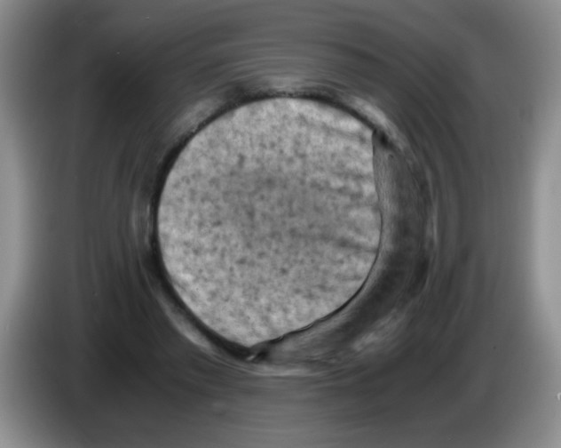 X0000083560397200703091621