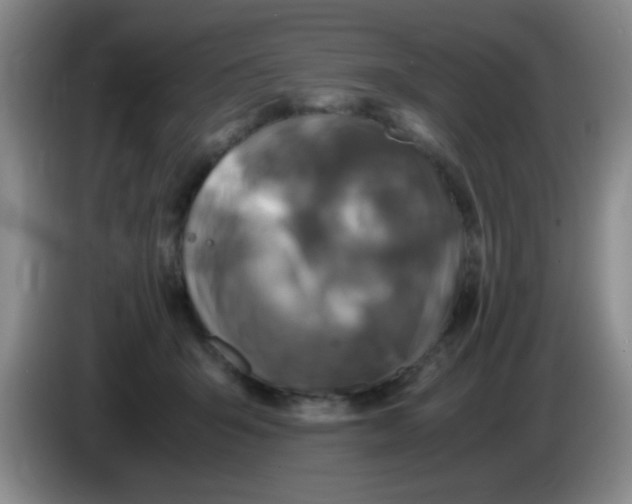 X0000083560415200703091620