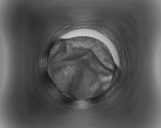 X0000083560425200703091620