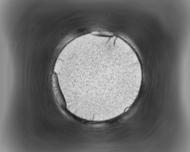 X0000083560433200703091619