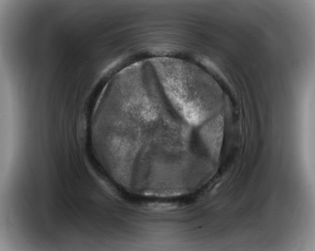 X0000083560448200703091620