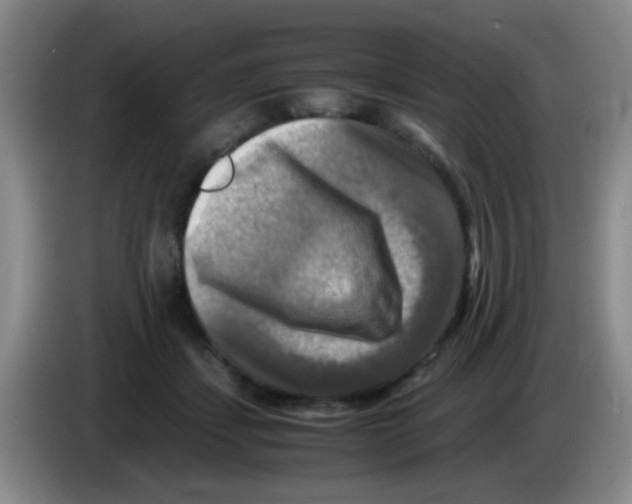 X0000083560459200703091620