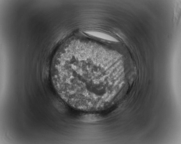 X0000083560499200703091619