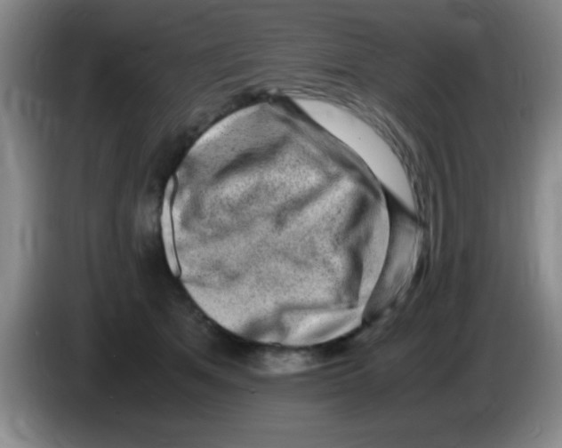 X0000083560513200703091619