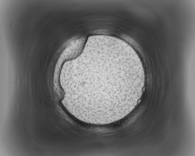 X0000083560529200703091618