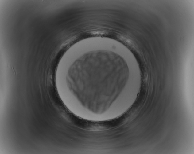 X0000083560547200703091618