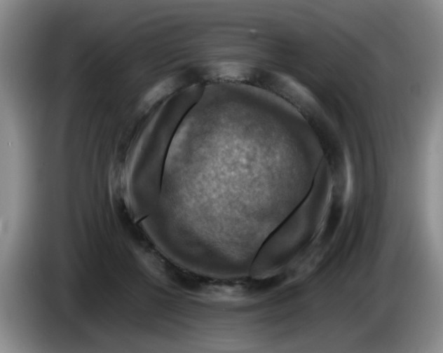 X0000083560552200703091618