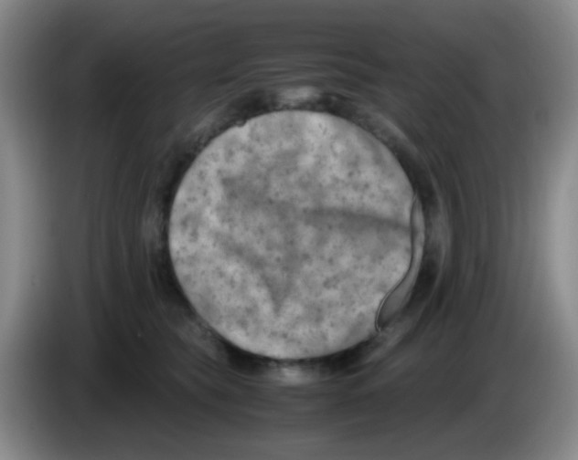 X0000083560565200703091619