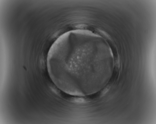 X0000083560572200703091619