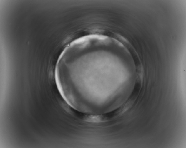 X0000083560573200703091619