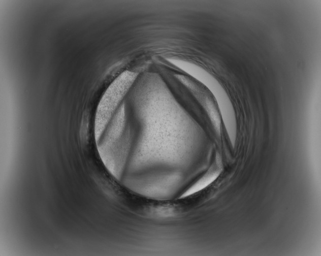 X0000083560600200703091618