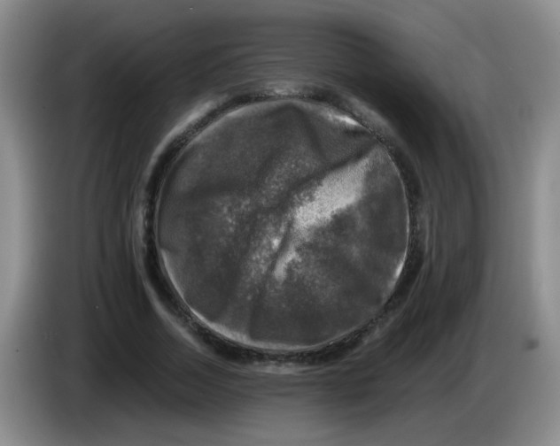 X0000083560730200703091616